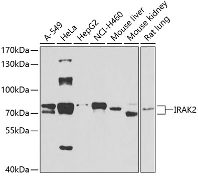 IRAK2 Polyclonal Antibody