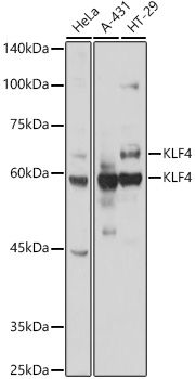 KLF4 Polyclonal Antibody