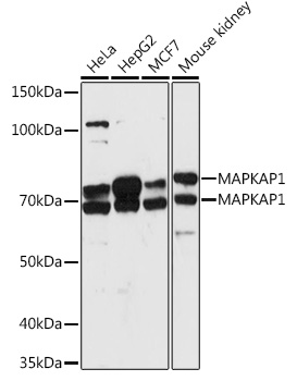 MAPKAP1 Polyclonal Antibody
