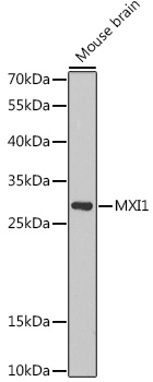 MXI1 Polyclonal Antibody