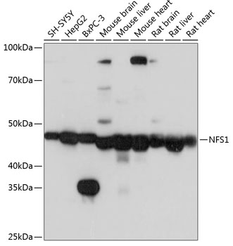 NFS1 Polyclonal Antibody