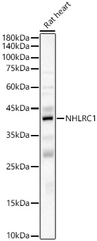 NHLRC1 Polyclonal Antibody