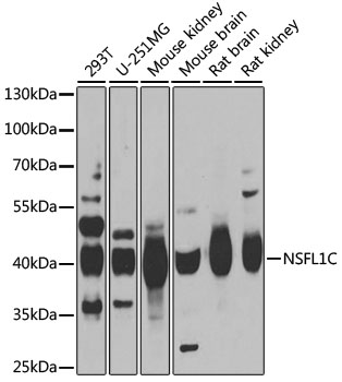 NSFL1C Polyclonal Antibody