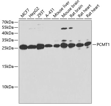 PCMT1 Polyclonal Antibody