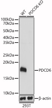 PDCD6 Polyclonal Antibody