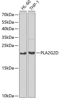 PLA2G2D Polyclonal Antibody