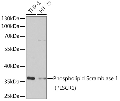Phospholipid Scramblase 1 (PLSCR1) Polyclonal Antibody