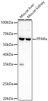PPARa Polyclonal Antibody