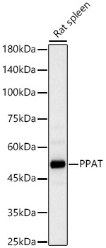 PPAT Polyclonal Antibody
