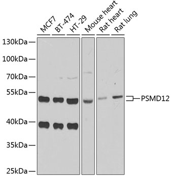 PSMD12 Polyclonal Antibody