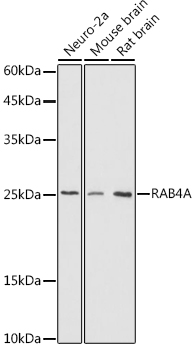 RAB4A Polyclonal Antibody