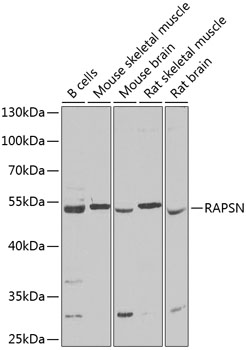 RAPSN Polyclonal Antibody