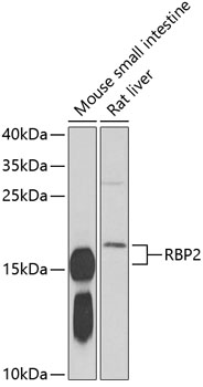 RBP2 Polyclonal Antibody