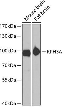 RPH3A Polyclonal Antibody