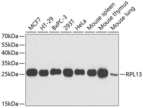 RPL13 Polyclonal Antibody