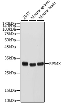 RPS4X Polyclonal Antibody