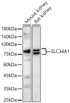 SLC34A1 Polyclonal Antibody