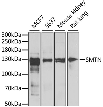 SMTN Polyclonal Antibody