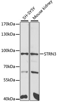 STRN3 Polyclonal Antibody