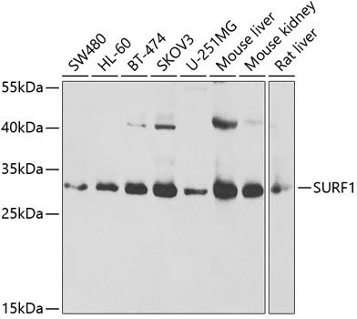 SURF1 Polyclonal Antibody