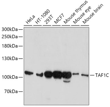 TAF1C Polyclonal Antibody
