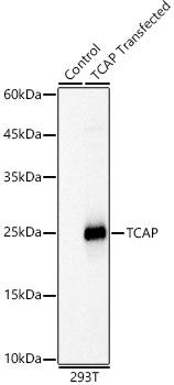 TCAP Polyclonal Antibody