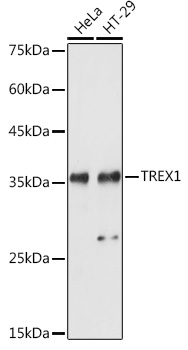 TREX1 Polyclonal Antibody