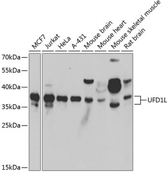 UFD1L Polyclonal Antibody