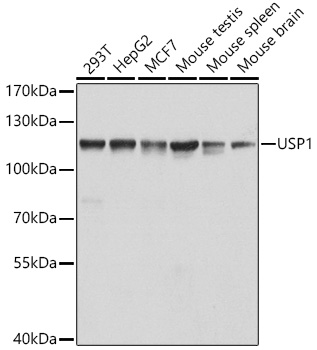 USP1 Polyclonal Antibody