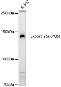 Exportin 5 (XPO5) Polyclonal Antibody