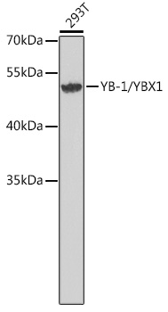 YB-1/YBX1 Polyclonal Antibody