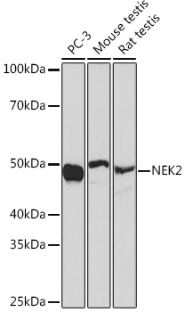 NEK2 Monoclonal Antibody [5O0A1]