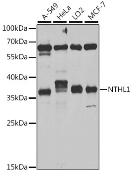 NTHL1 Polyclonal Antibody