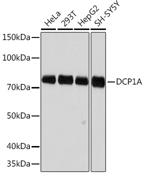 DCP1A Monoclonal Antibody [7Q8Q6]