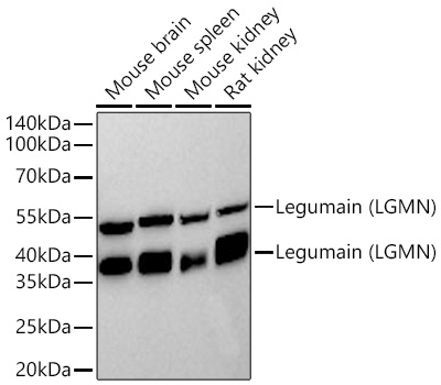 Legumain (LGMN) Monoclonal Antibody [6X5U6]