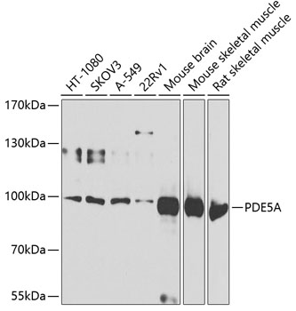 PDE5A Polyclonal Antibody