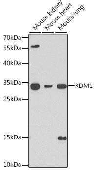 RDM1 Polyclonal Antibody