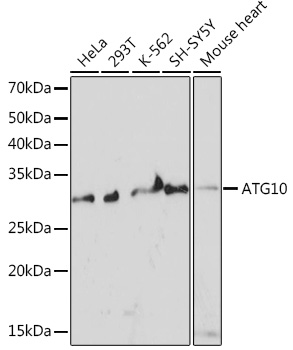 ATG10 Monoclonal Antibody [2Q3Q3]
