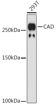 CAD Monoclonal Antibody [0O8D6]