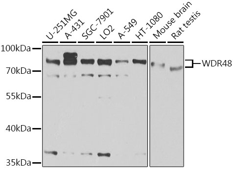 WDR48 Polyclonal Antibody