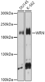 WRN Polyclonal Antibody