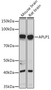 APLP1 Polyclonal Antibody
