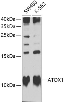 ATOX1 Polyclonal Antibody