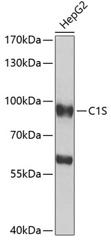 C1S Polyclonal Antibody