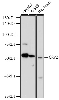 CRY2 Polyclonal Antibody