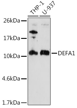 DEFA1 Polyclonal Antibody