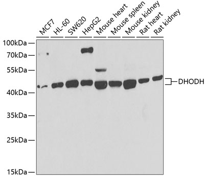 DHODH Polyclonal Antibody