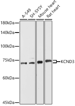 KCND3 Polyclonal Antibody
