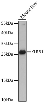 KLRB1 Polyclonal Antibody