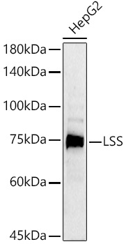 LSS Polyclonal Antibody